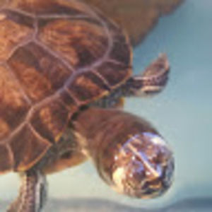 Meet your Posher, Riff